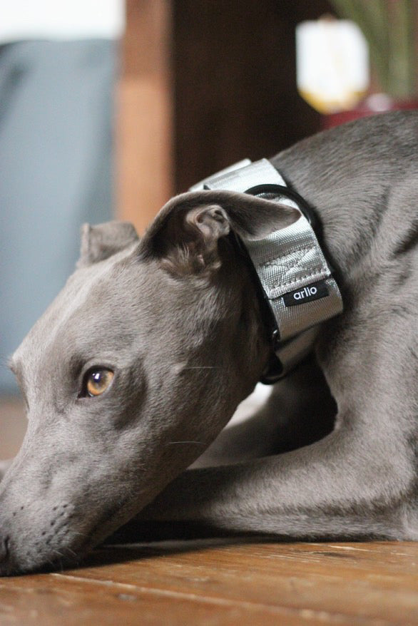 Martingale Collar Silver