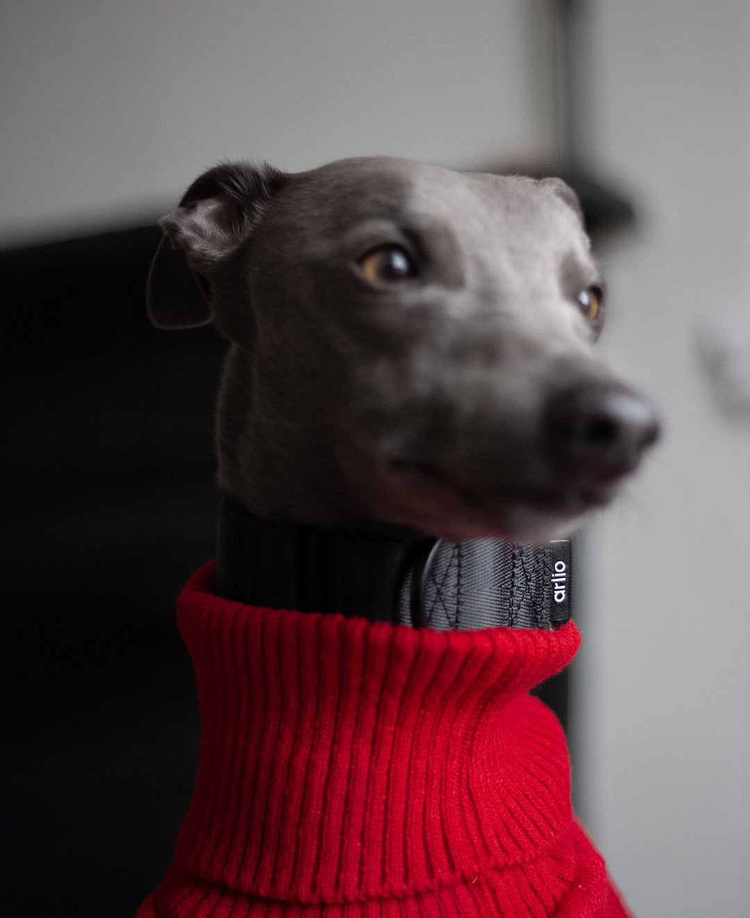 Martingale Collar Black