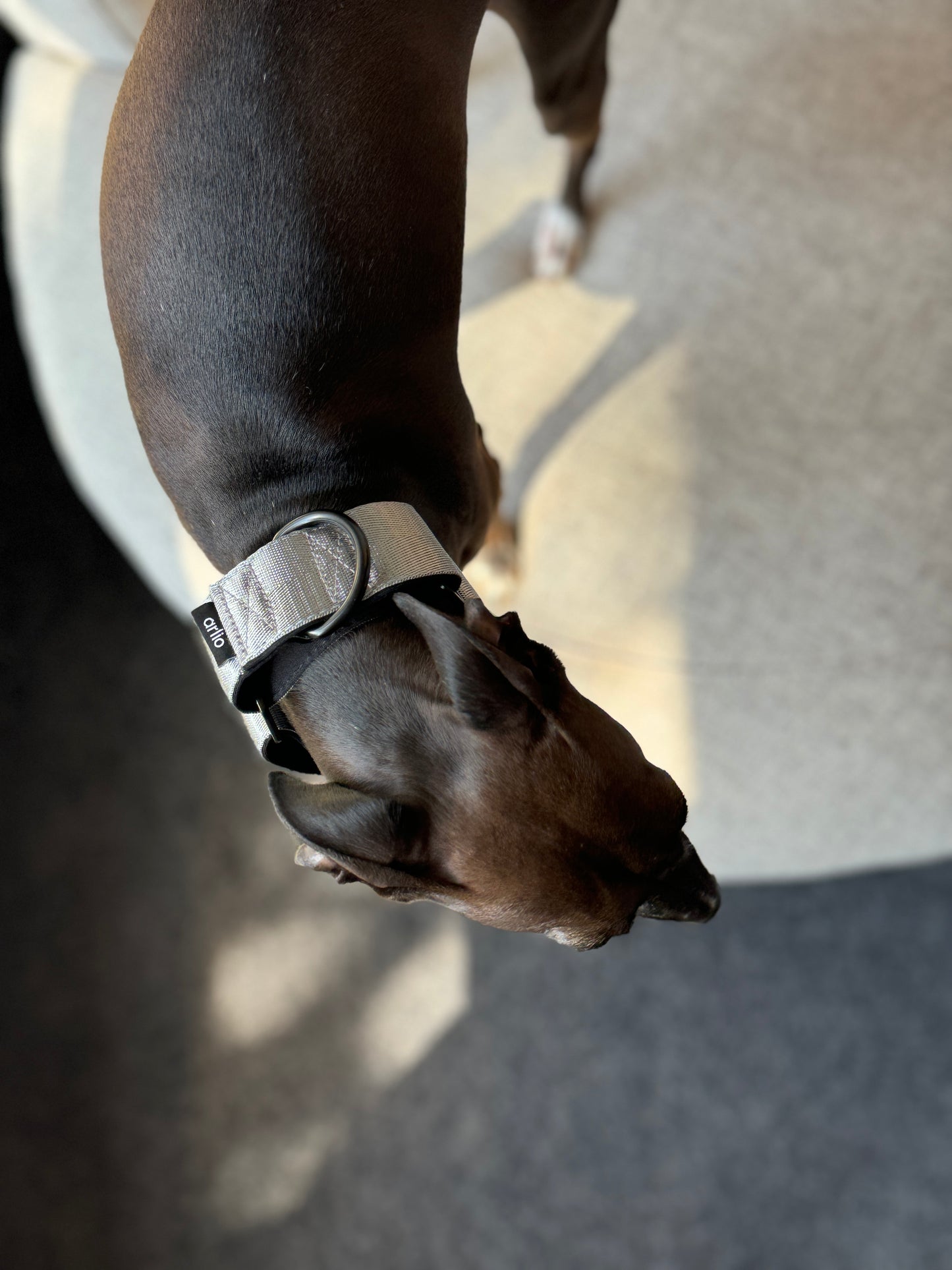 Martingale Collar Silver
