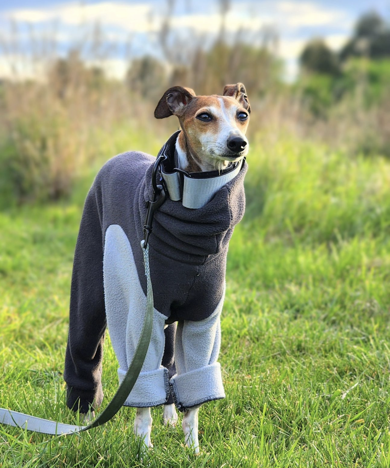 Martingale Collar Silver