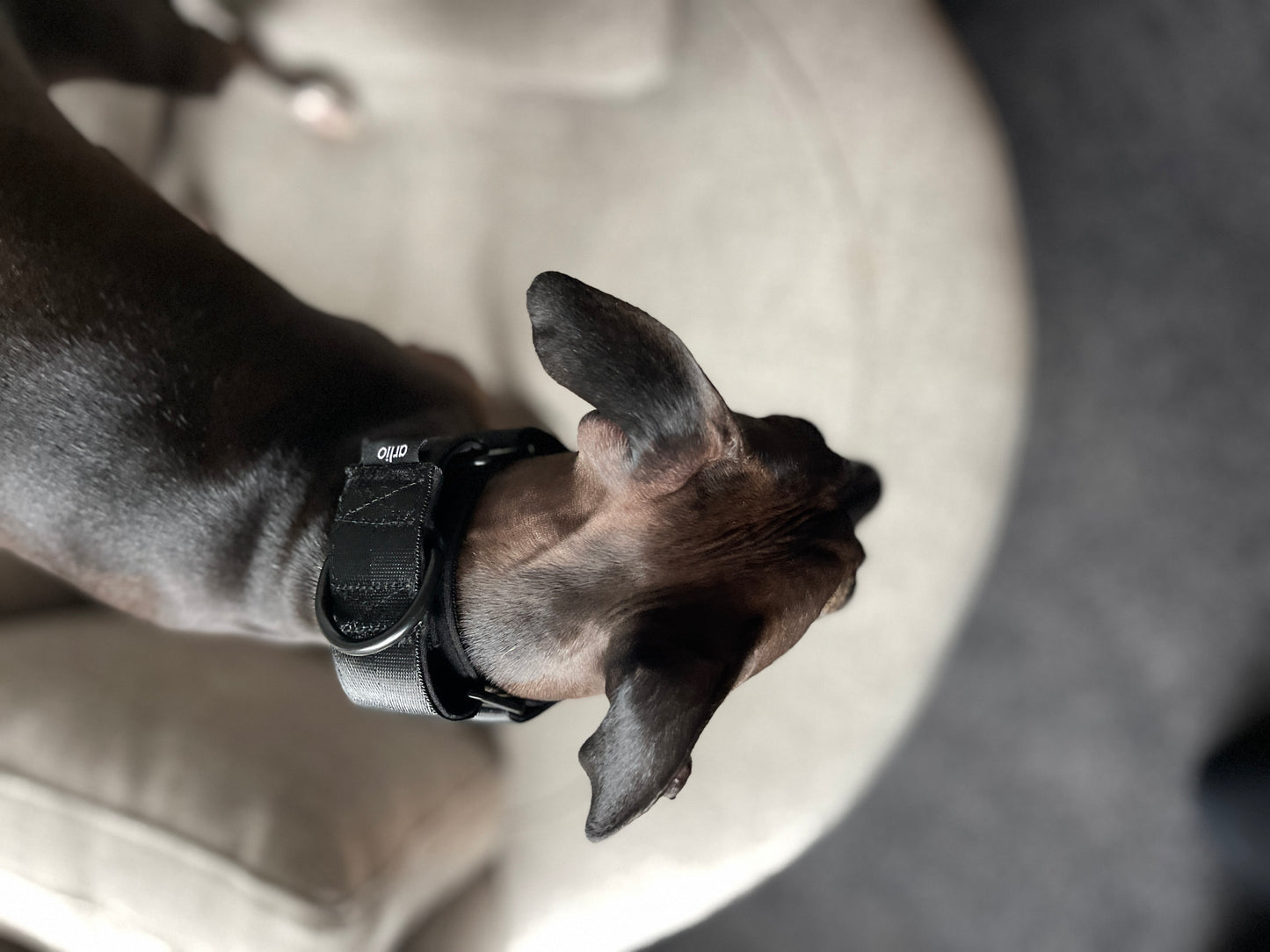 Martingale Collar Black