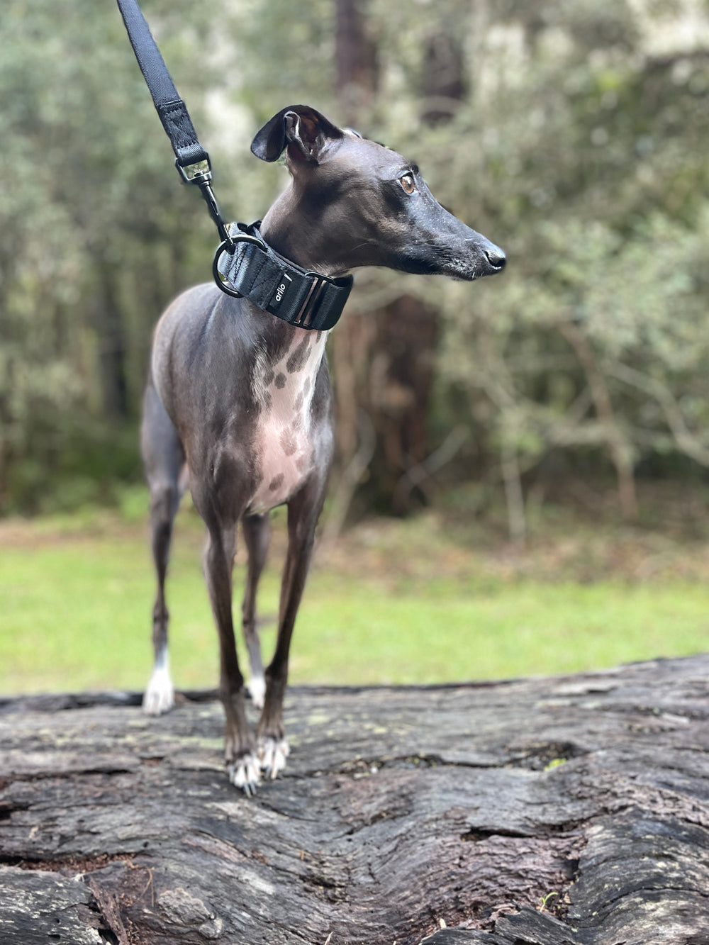 Martingale Collar Black