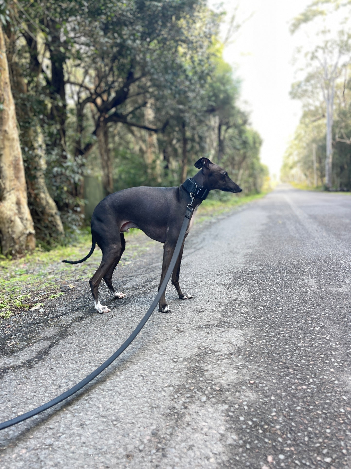 Martingale Collar Black