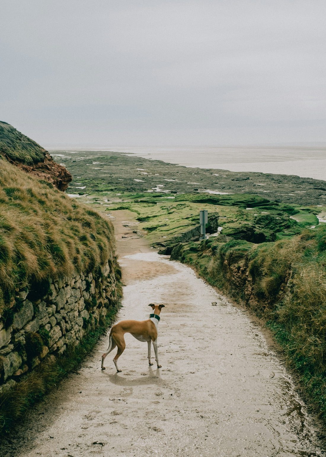 Choosing Between a Martingale Collar and a Normal Dog Collar: What’s Best for Your Pet?
