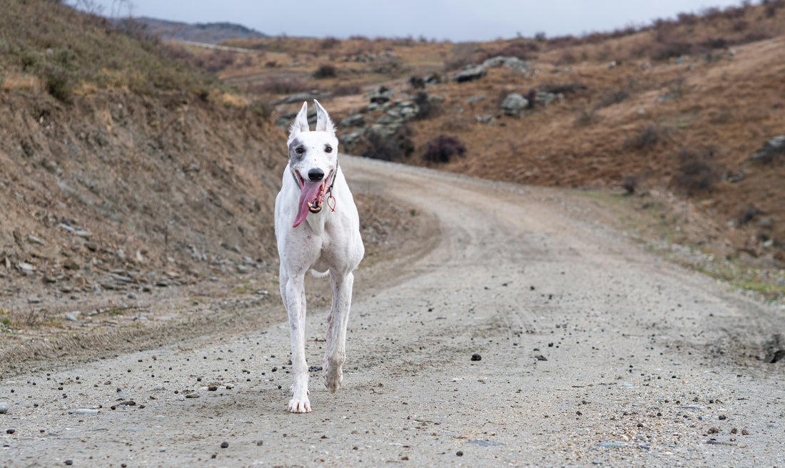 Why Greyhound Racing Should Be Banned: A Case for Ethical Treatment of Greyhounds