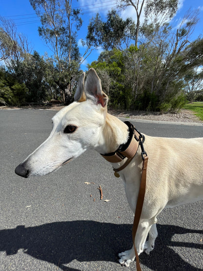Martingale Collar Bronze