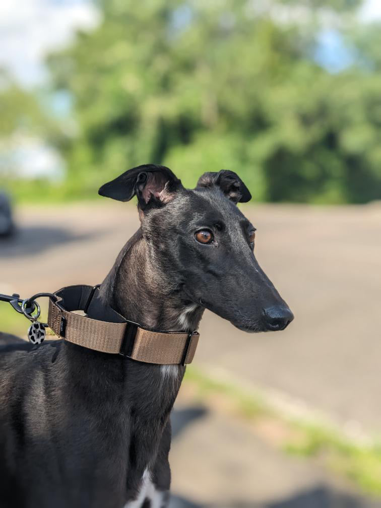 Martingale Collar Bronze