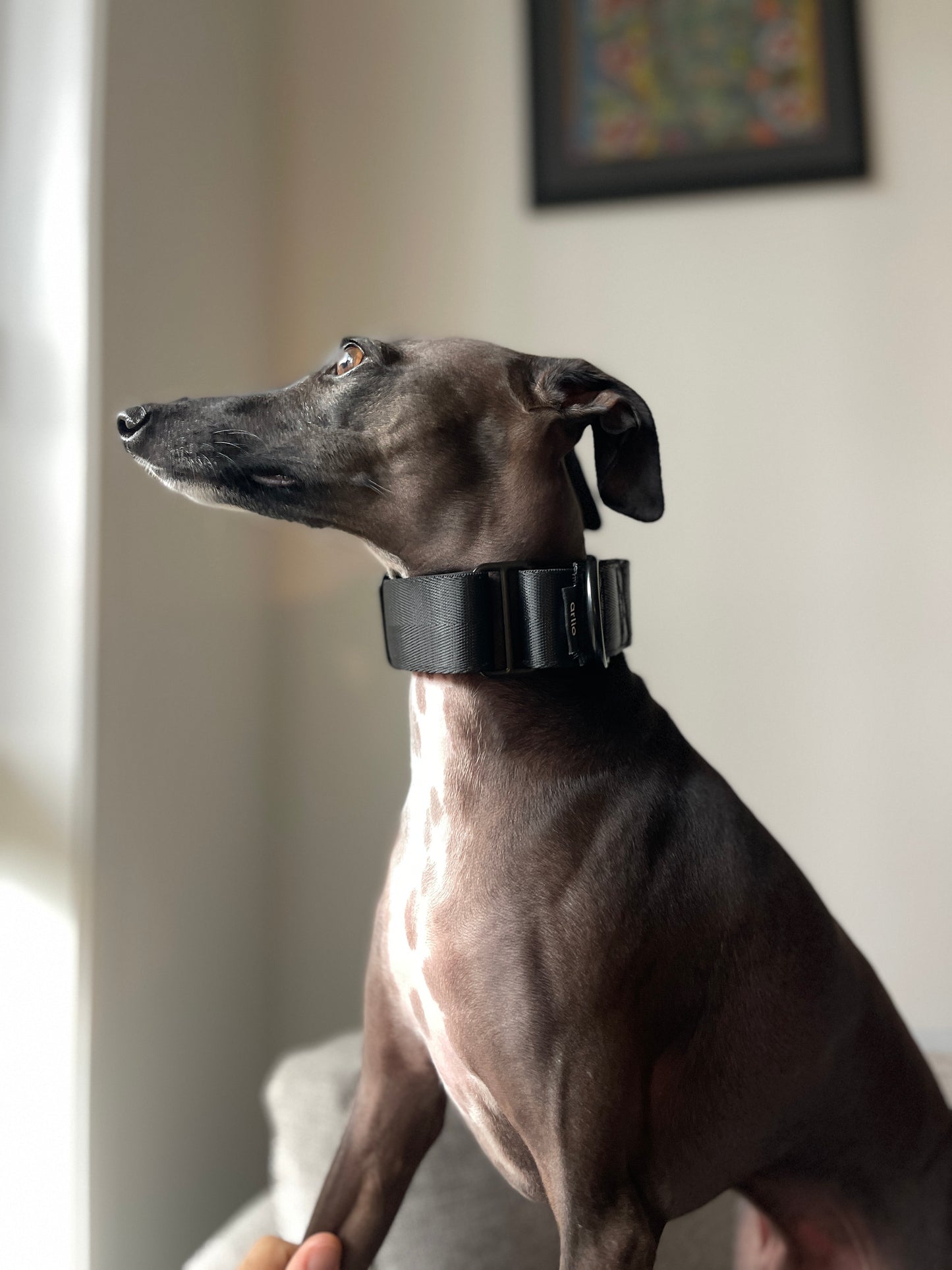 Martingale Collar Black