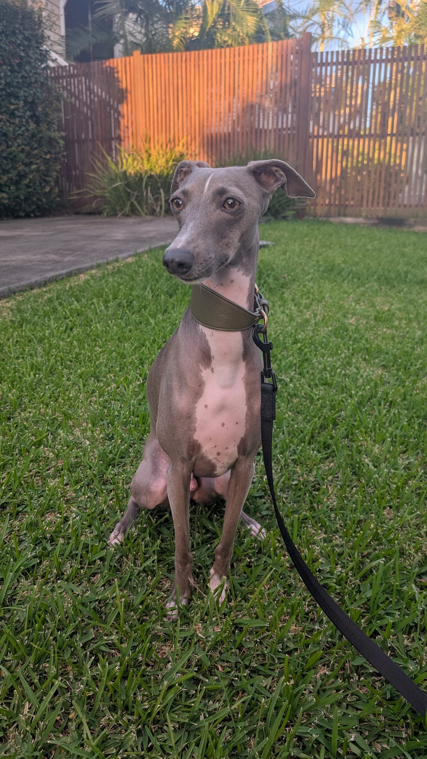 Leather Collar Olive Green