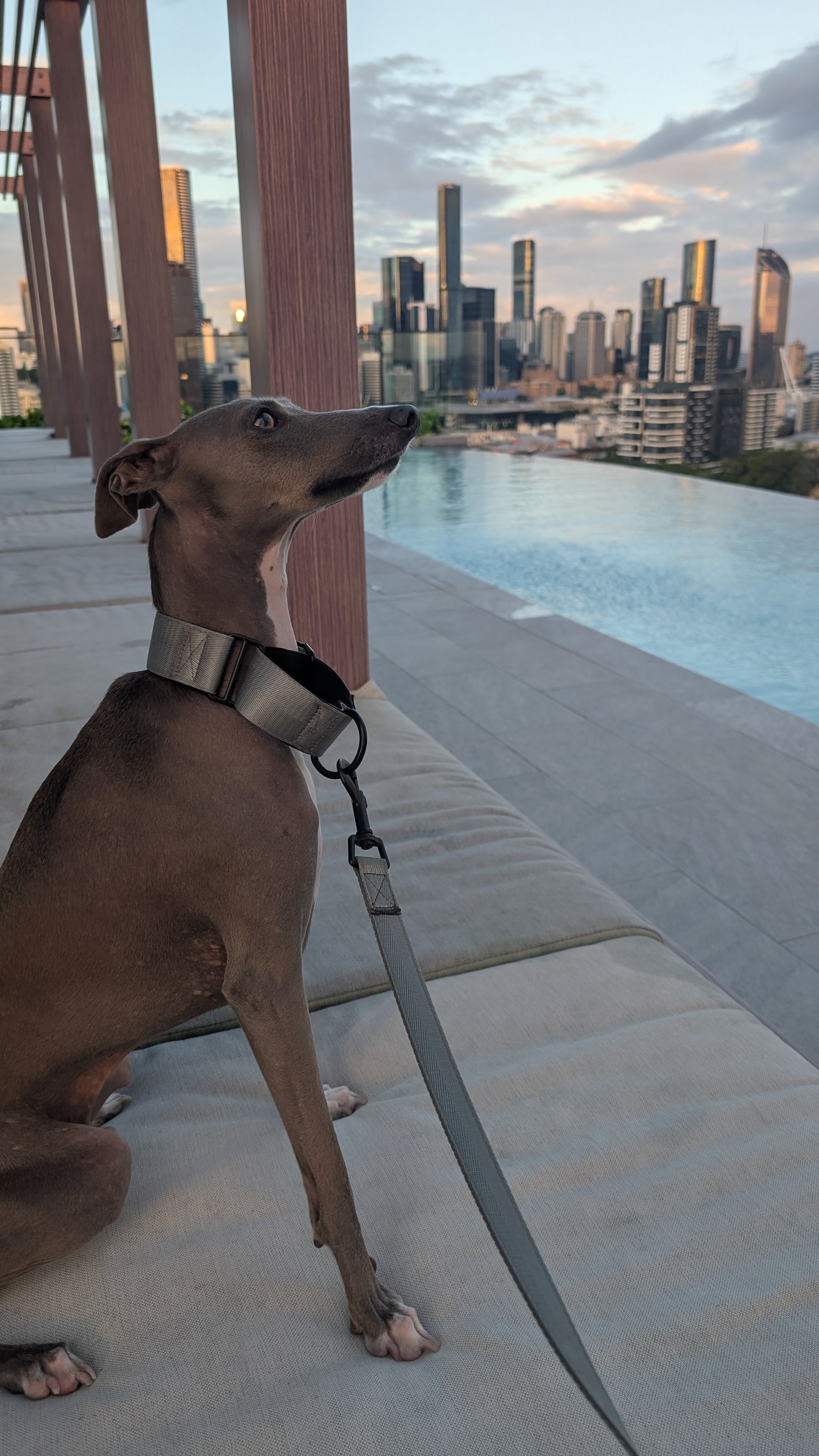 Martingale Collar Silver