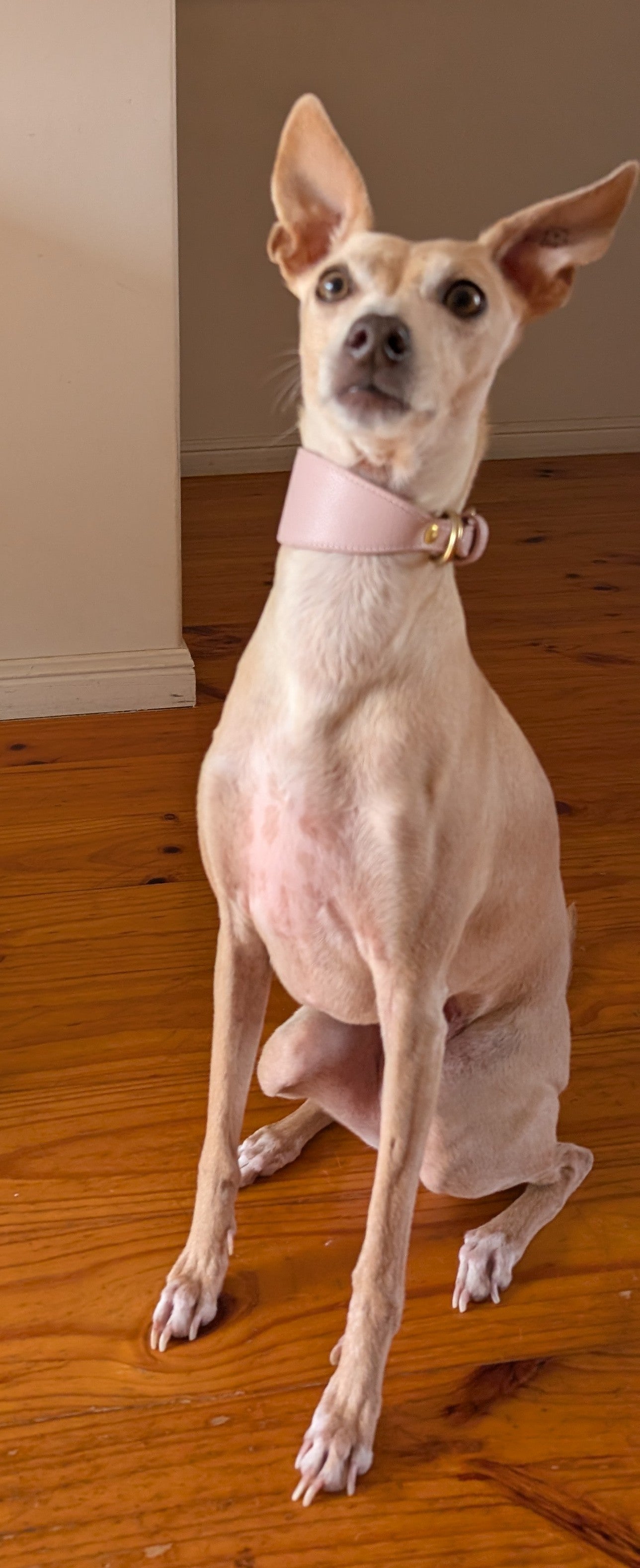 Leather Collar Dusty Pink