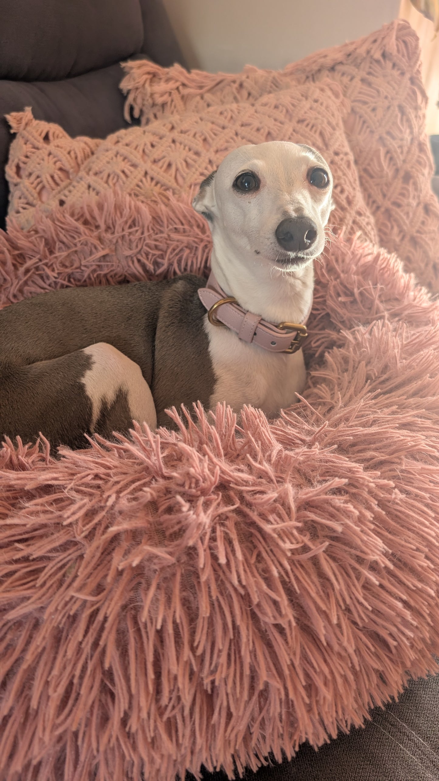 Leather Collar Dusty Pink