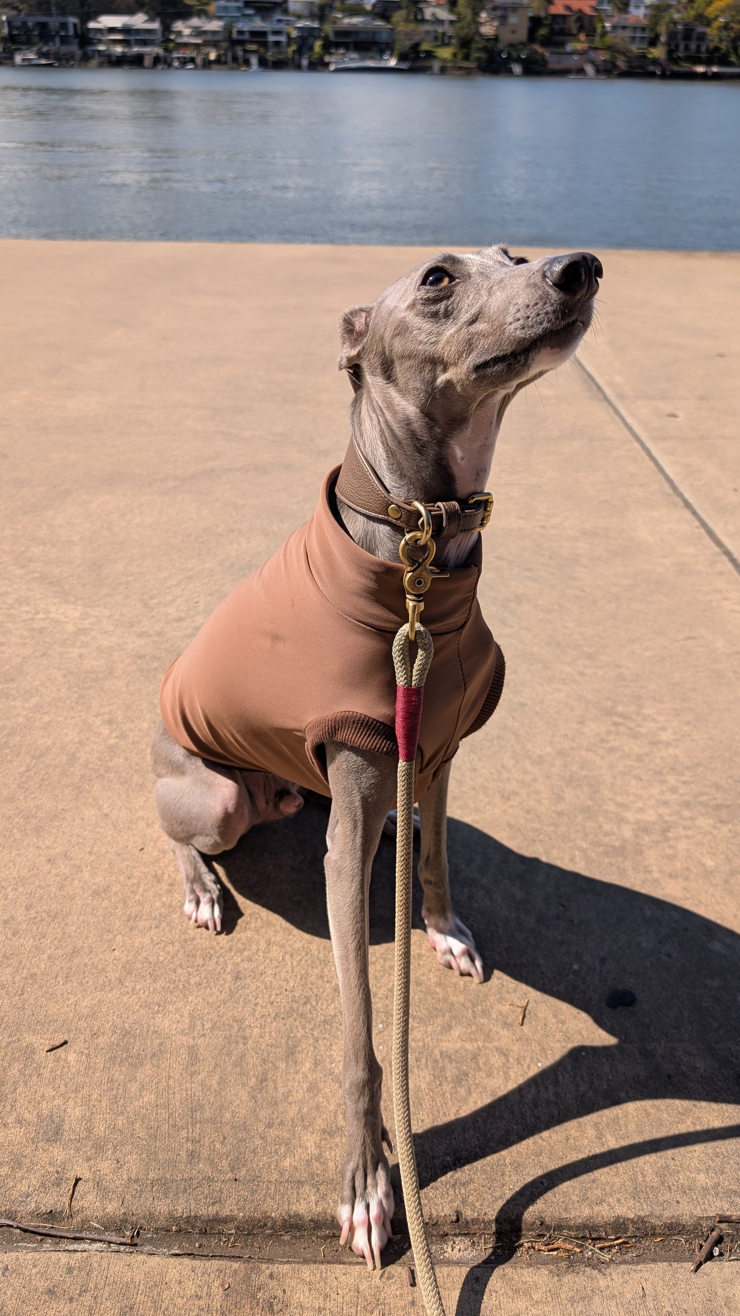Leather Collar Coffee Brown