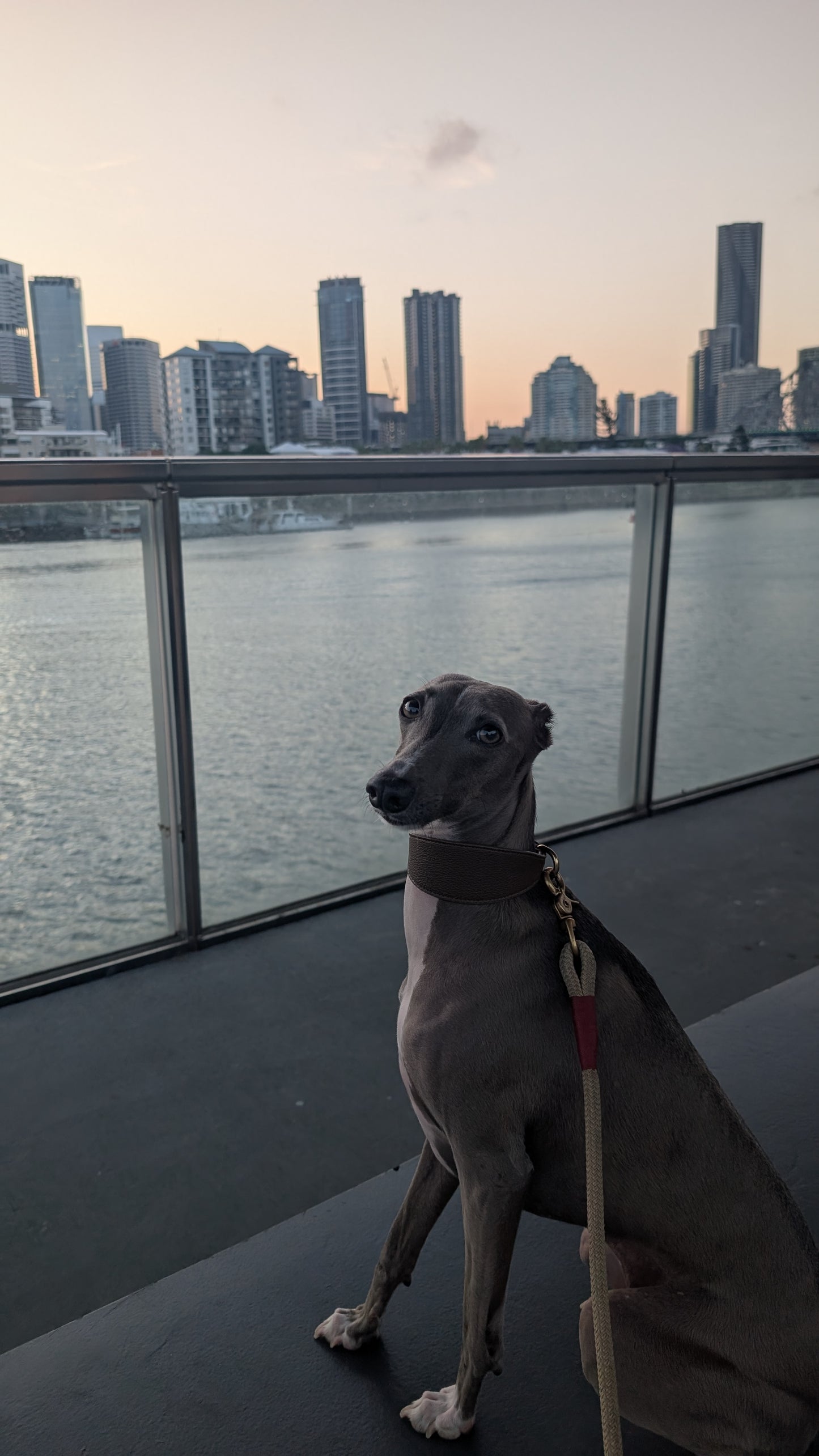 Leather Collar Coffee Brown