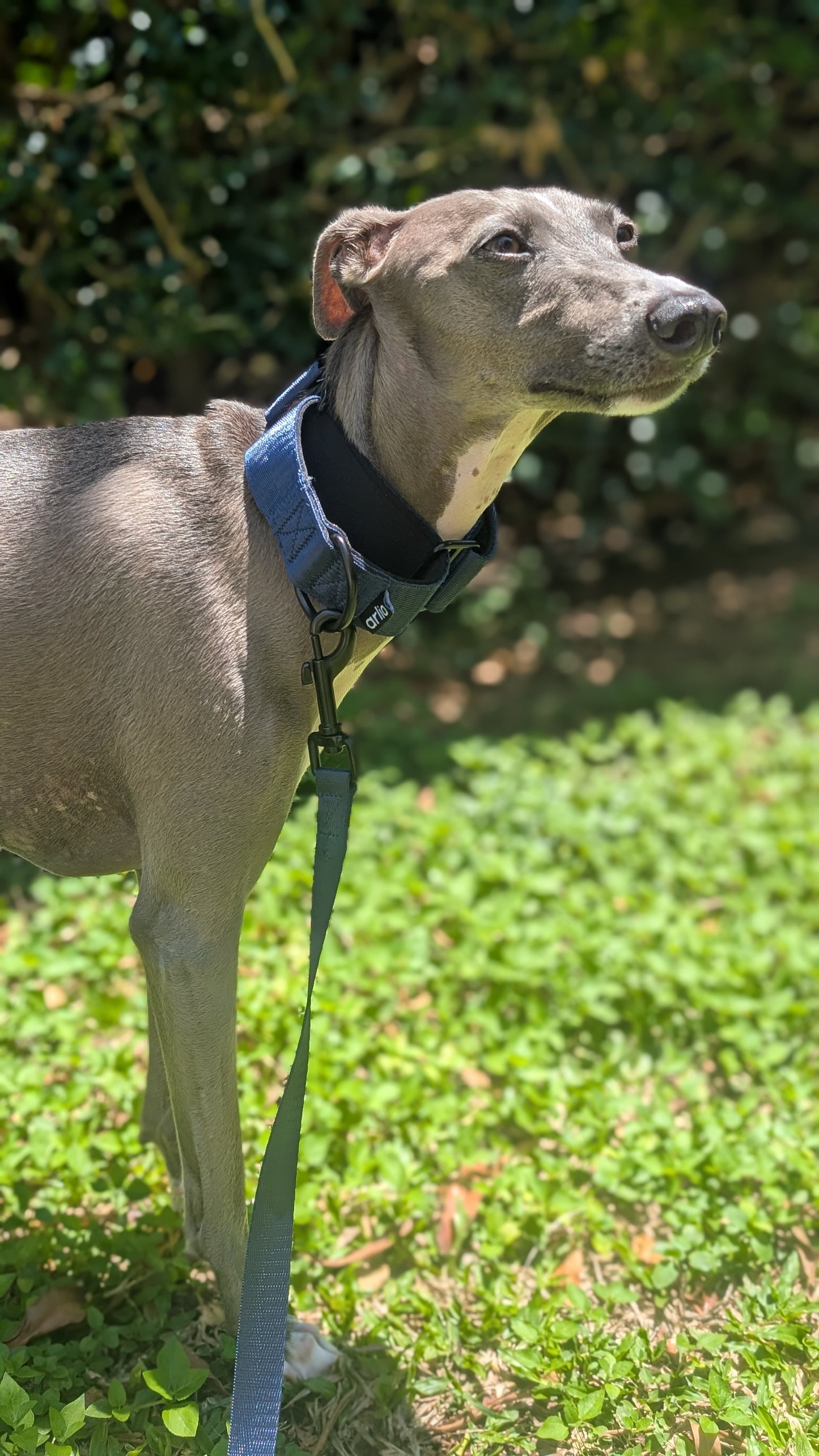 Martingale Collar Navy