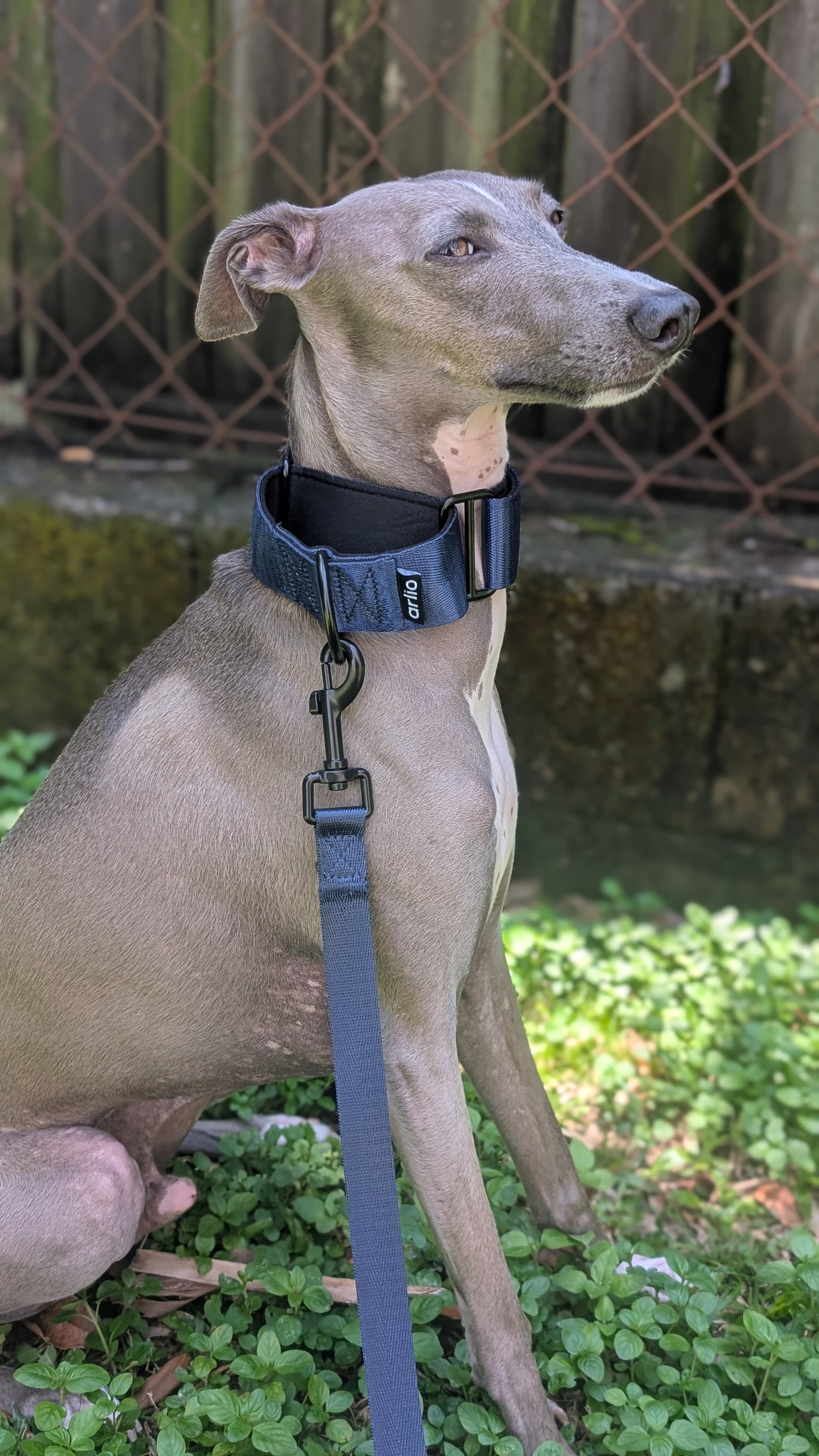 Martingale Collar Navy